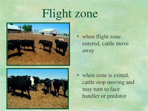 cattle behavior powerpoint    id