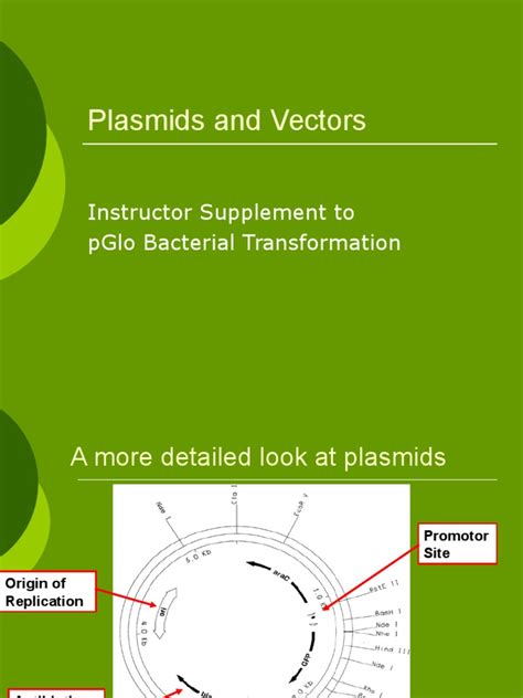 plasmids  vectors molecular cloning plasmid
