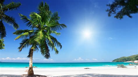 Palm Tree Sunny Beach Seashore Clear Sky Hdr Ultrahd Black