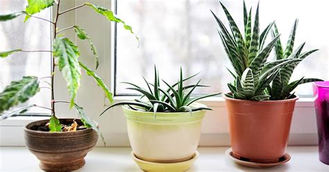 The 3 Best Air Purifying House Plants