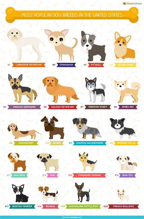 ultimate list  popular dog names breeds infographic