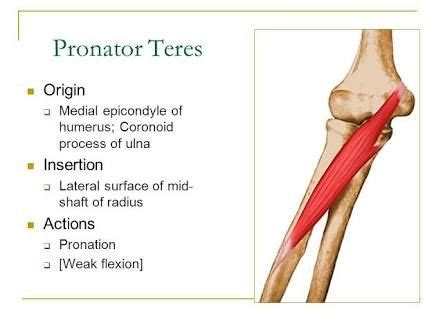 pronator teres origin  insertion ile ilgili goersel sonucu anatomi