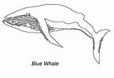 Coloring Balena Colorat Desene Baleine Planse Animalstown Balene Animale Imagini Imaginea Coloriages sketch template