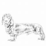 Dachshund sketch template