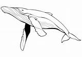 Ballena Baleine Dessin Coloriage Imprimer Baleia Bleue Colorier Imprimir Colorir sketch template