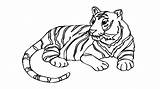 Tiger Drawing Draw Coloring Bengal Pages Face Getdrawings sketch template