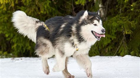 alaskan malamute snow dog extraordinaire dogsgossipcom