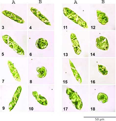 euglena gracilis cell morphology euglena cells  maximal    scientific