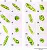 Afbeeldingsresultaten voor "farranula Gracilis". Grootte: 94 x 100. Bron: www.researchgate.net