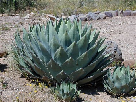 types  agave differences    agave products sisana