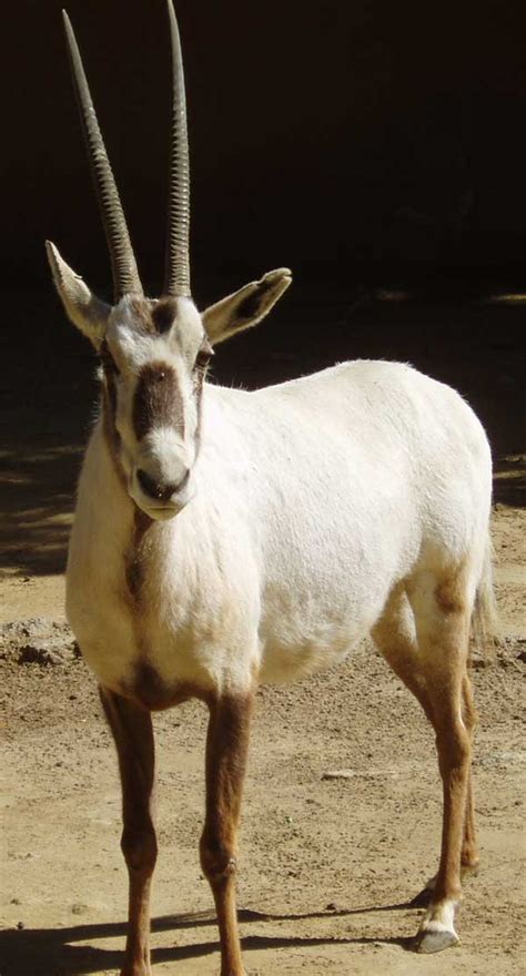 oryx leucoryx