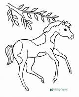 Pinto Coloring Horse Pages Getdrawings sketch template