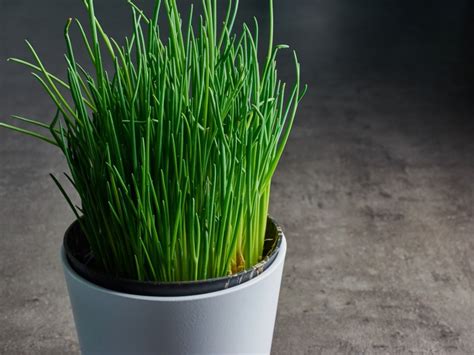 tips  growing chives indoors