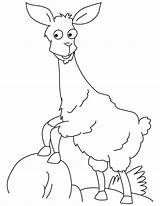 Llama Coloring Funny Pages sketch template