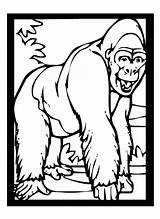 Gorilla Pages Coloring Zoo Animal Kids Resolution High Print Use These sketch template