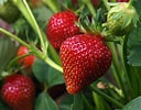 Bildresultat för Strawberry Plants. Storlek: 128 x 100. Källa: modernfarmer.com