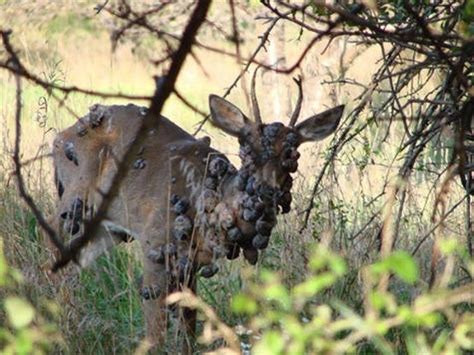 5 Photos Of Deer Warts Or Cutaneous Fibromas Alloutdoor
