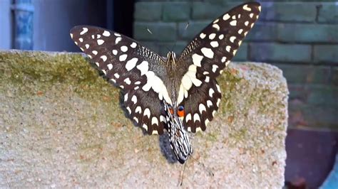 Butterfly Sex 🦋 Unseen Beauty 😍 Youtube