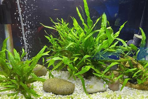 java fern   plant  care  ac aquarium life