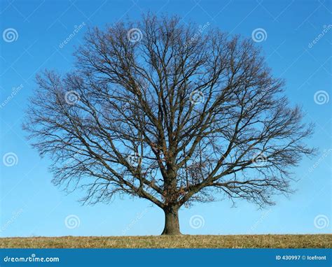 kahler baum stockbild bild von november feld herbst