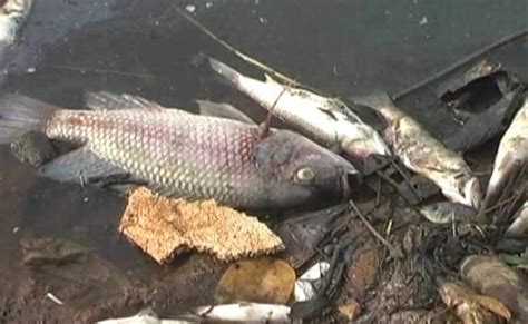 mysterious pile  dead fish leaves navi mumbai authorities baffled