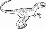 Allosaurus Coloring Dinosaur Velociraptor sketch template