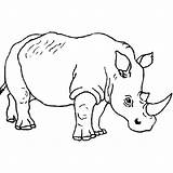 Coloring Rhino Popular sketch template