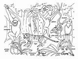 Coloring Animals Pages Rainforest Animal Printable Asian Jungle Kids Forest Asia Clipart Tropical Habitat Plants Chameleon Rainforests Lego Colouring Printables sketch template