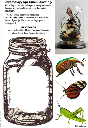 entomology insect lesson draw  insect   jar teaching resources