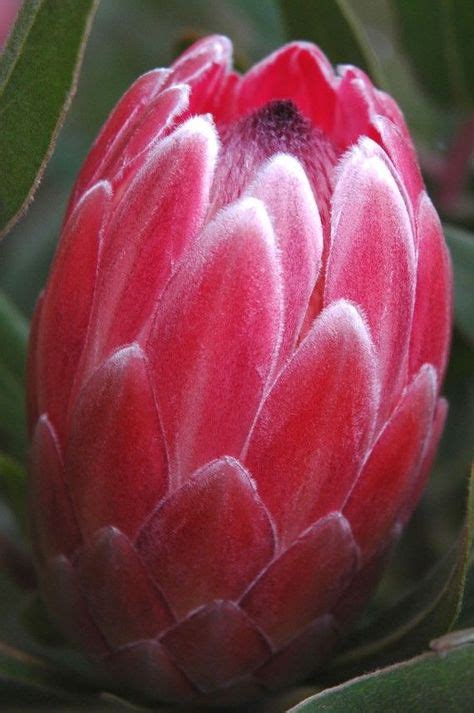 pink mink protea  carensilvestri    images protea