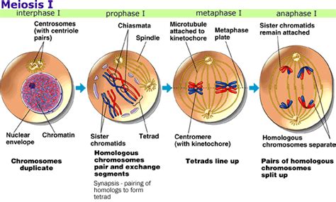 week 18 mitosis meiosis mrborden s biology rattler site room 664
