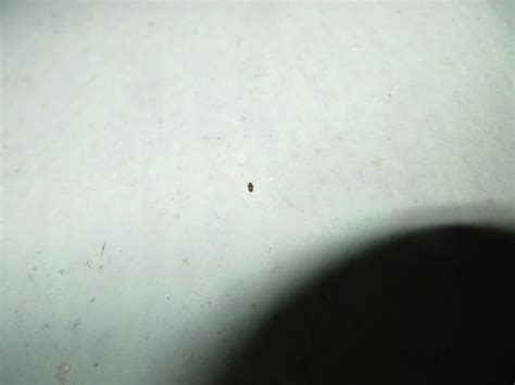 south  uk tiny rwhatsthisbug