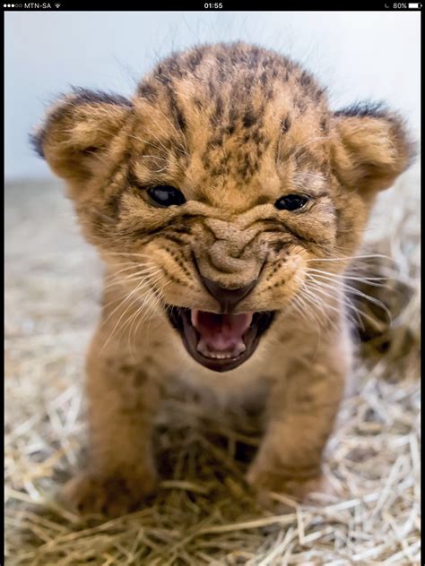love  fierce face   baby lion cub babies   kinds