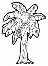 Tree Banana Jungle Drawing Clipart Coloring Pages Clip Trees Outline Plants Plant Coconut Cartoon Cliparts Fruit Leaf Split Palm Printable sketch template
