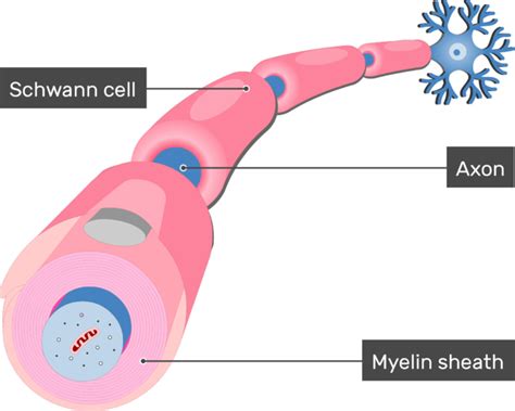 myelin sheath neuron schwann cell envelops stock illustration  xxx hot girl