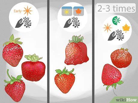 grow strawberries  seeds video  interview