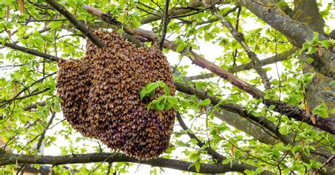 Saving Bees One Tree At A Time Honeycolony