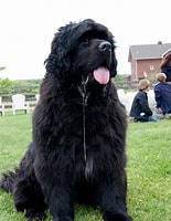 Bilderesultat for newfoundlandshund. Størrelse: 155 x 200. Kilde: www.dog-learn.com