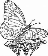 Butterfly Coloring Tree Butterflies Schmetterling sketch template