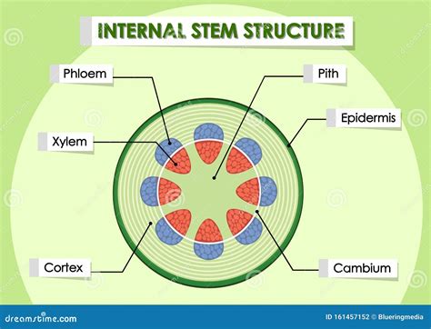 diagram showing internal stem structure stock vector illustration  clipart green