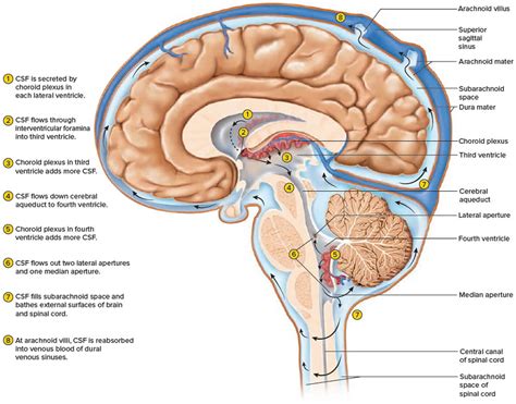 ventricles   brain anatomy function enlarged ventricles  brain