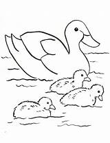 Coloring Baby Pages Duck Duckling Printable Print Getcolorings Color sketch template