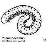 Millipede Coloring Fossil Oldest Drawings 54kb 279px sketch template