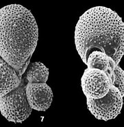 Afbeeldingsresultaten voor "globigerinella Calida". Grootte: 181 x 178. Bron: www.mikrotax.org