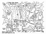 Rainforest Habitats Biomes Habitat Ecosystem Exploringnature Pinu Zdroj Worksheets sketch template