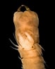 Afbeeldingsresultaten voor "Nereis Longissima". Grootte: 78 x 98. Bron: www.karlvanginderdeuren.be