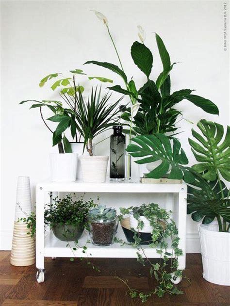 decorating ideas  plants upcycle art