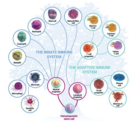 cells   immune system lab  porter