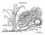 Muskrat Den Coloring Submerged Eggs Prevent Shelled Drowning Hard Sponsors Wonderful Support Please Just sketch template