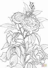 Coloring Rose Pages Printable Bush Roses Flower Drawing Adult Flowers Para Color Colouring Sheets Print Vine Supercoloring Rosas Colorear Flores sketch template